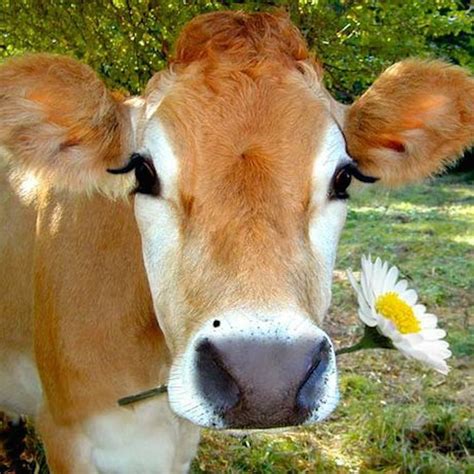 Sweet cow - HealthDay. MONDAY, March 18, 2024 (HealthDay News) -- There may be an unexpected fix for ongoing shortages of insulin: A brown bovine in Brazil recently made …